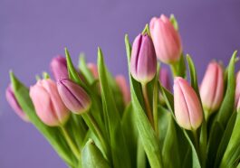 Сорта и виды тюльпанов