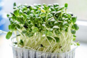 10 полезных свойств микрозелени